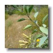 tree tobacco